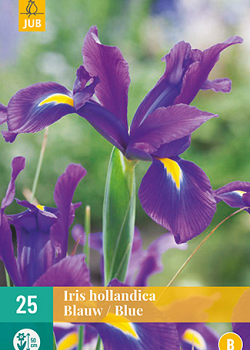 X 25 IRIS HOLLANDICA BLAUW VJ 7/8