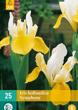 X 25 IRIS HOLLANDICA SYMPHONY 7/8