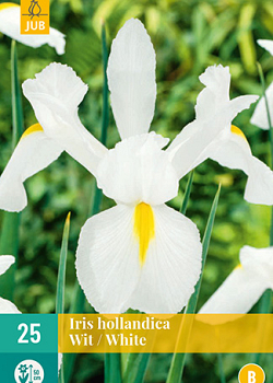 X 25 IRIS HOLLANDICA WIT VJ 7/8