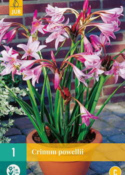 X   1 CRINUM POWELLII 20/24