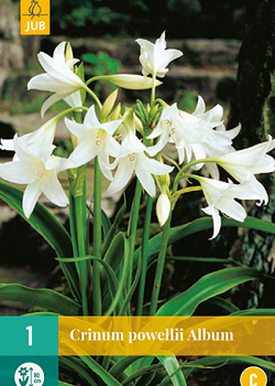 X   1 CRINUM POWELLII ALBUM 20/24