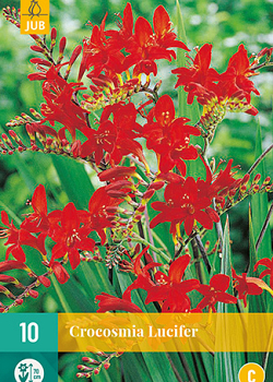 X 10 CROCOSMIA LUCIFER 10/+