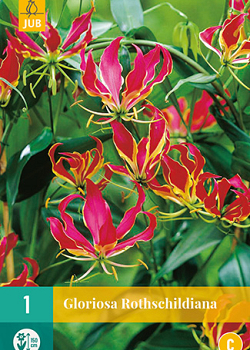 X   1 GLORIOSA ROTHSCHILDIANA 15/20