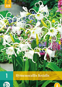 X   1 HYMENOCALLIS FESTALIS 16/18