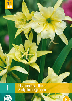 X   1 HYMENOCALLIS SULPHUR QUEEN 14/16