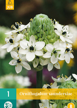 X   1 ORNITHOGALUM SAUNDERSIAE 18/+