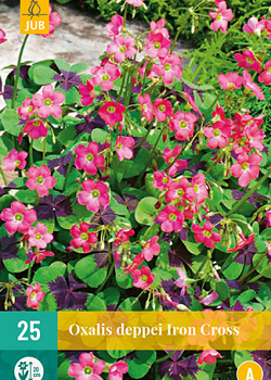 X 25 OXALIS DEPPEI IRON CROSS 4/5
