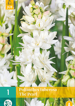 X   1 POLIANTHES TUBEROSA THE PEARL 12/14