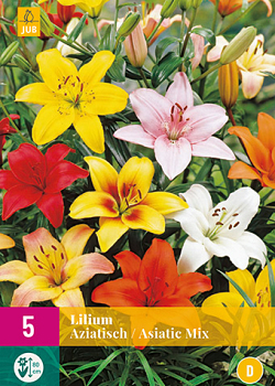 X 5 LILIUM AZIATISCH MIX VJ 14/16