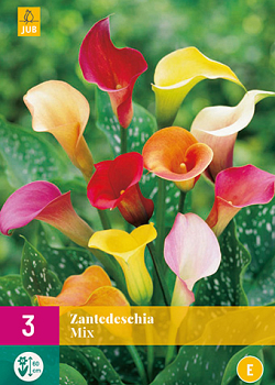 X 3 ZANTEDESCHIA MIX 14/16