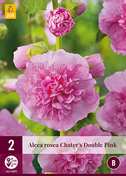 X 2 ALCEA ROSEA CHATERS DOUBLE PINK I