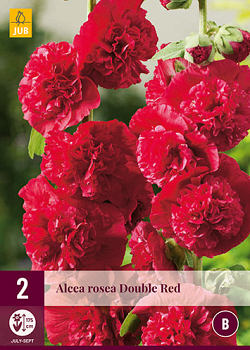 X 2 ALCEA ROSEA CHATERS DOUBLE RED I