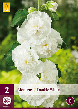 X 2 ALCEA ROSEA CHATERS DOUBLE WHITE I