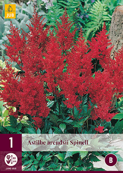 X 1 ASTILBE ARENDSII SPINELL 2/3