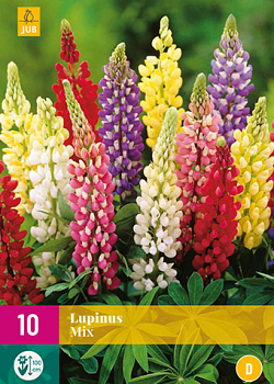 X 10 LUPINUS MIX I