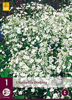 X 1 GYPSOPHILA PERFECTA I