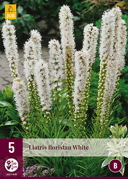 X 5 LIATRIS FLORISTAN WHITE 12/14