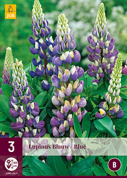 X 3 LUPINUS BLAUW I