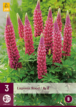 X 3 LUPINUS ROOD I