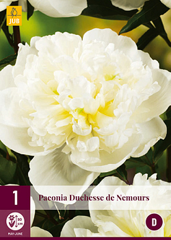 X 1 PAEONIA DUCHESSE DE NEMOURS  2/3