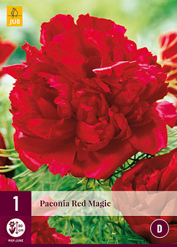 X 1 PAEONIA RED MAGIC 2/3