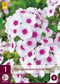 X 1 PHLOX PANICULATA SWIZZLE BLUE I