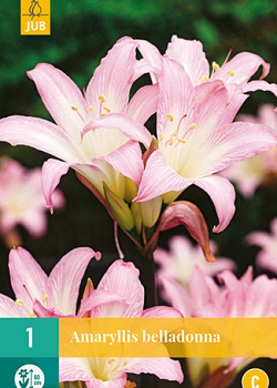 X   1 AMARYLLIS BELLADONNA 20/+