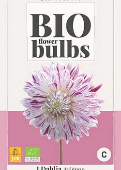 X 1 BIO DAHLIA AVIGNON I