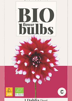 X 1 BIO DAHLIA DUET I