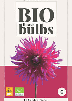 X 1 BIO DAHLIA ORFEO I