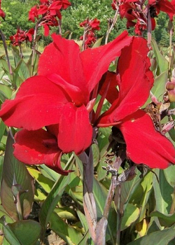 X 25 CANNA RED DAZZLER I