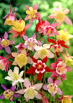 X 25 AQUILEGIA MIX I