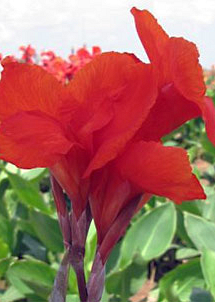 X 25 CANNA RED DAZZLER I