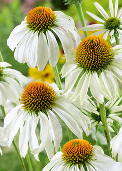 X 25 ECHINACEA WHITE SWAN  I