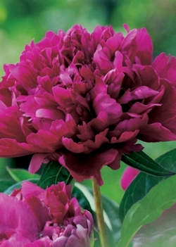 X 25 PAEONIA KARL ROSENFIELD 2/3