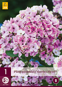 X 1 PHLOX PANICULATA SHERBET BLEND® I