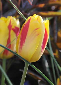 X 100 TULIPA WASHINGTON 11/12