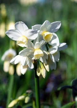 X 100 NARCISSUS SILVER CHIMES 15/17