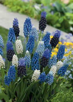 X 100 MUSCARI MIX 8/9