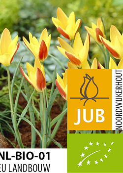 X 100 BIO TULIPA TINKA 5/+