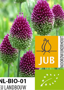 X 100 BIO ALLIUM SPHAEROCEPHALON 5/6