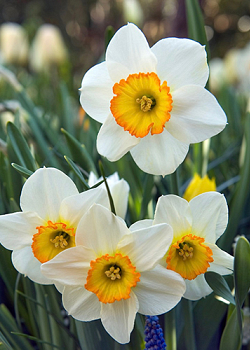X 100 NARCISSUS FLOWER RECORD 12/14