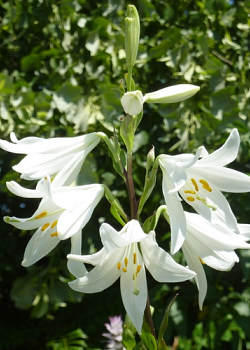 X   25 LILIUM CANDIDUM 18/20