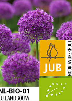 X   50 BIO ALLIUM PURPLE SENSATION 10/12