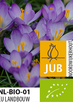 X 100 BIO CROCUS TOMM. BARRS PURPLE 5/+