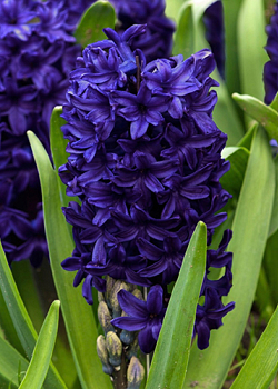 X   50 HYACINTHUS BLUE TROPHY 15/16