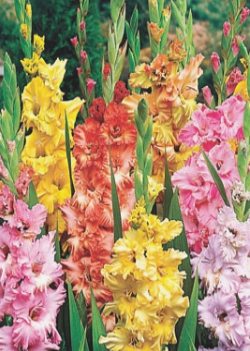 X 100 GLADIOLUS RUFFLED MIX 12/14