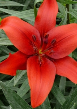 X 50 LILIUM RED COUNTY 14/16