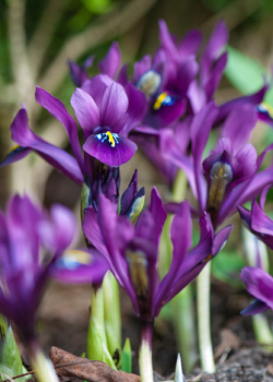 X 100 IRIS RETICULATA J.S. DIJT 6/+