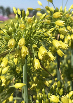 X 100 ALLIUM YELLOW FANTASY 6/+